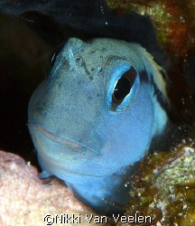 Blenny portrait taken at Shark observatory, Ras Mohamed p... by Nikki Van Veelen 